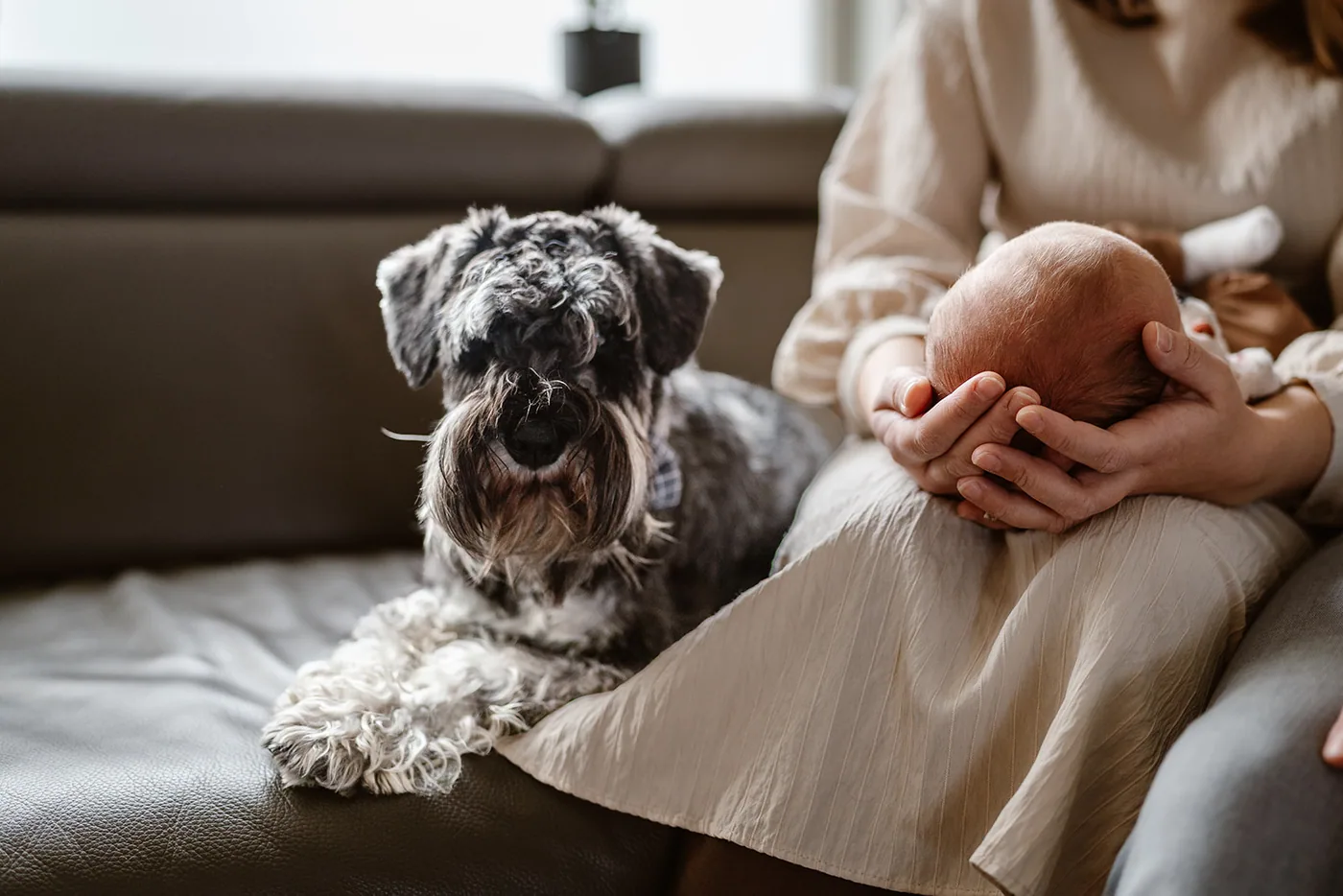 Een ruwharige hond kijkt toe terwijl de pasgeborene op schoot ligt
